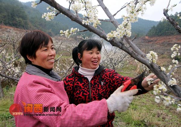 Ma Lianying, Sibao in Liancheng: a capable woman who grows fruits to get rich