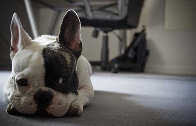 How much is a French bulldog?