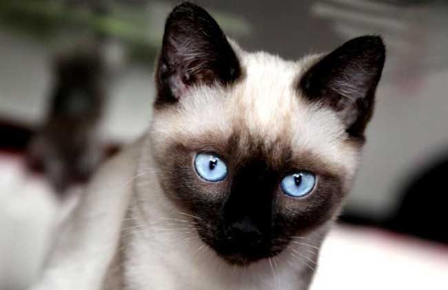 How much is a Siamese cat?