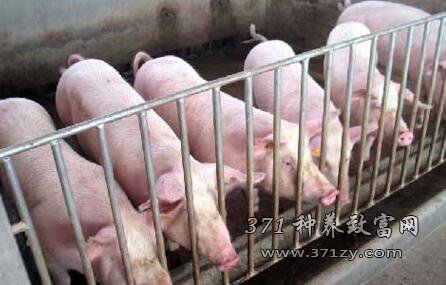 The present situation of Pig breeding and the Analysis and Forecast of Pig raising Market in 2017