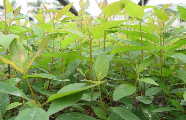 How much is the price of eucalyptus seedlings?