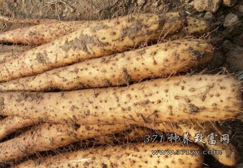 How much is Baiyushan medicine per jin? Analysis on the Price of Chinese Yam in 2017