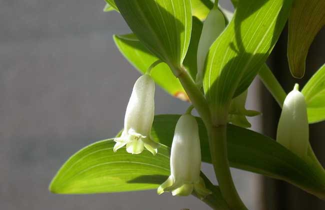 Market price of Polygonatum odoratum