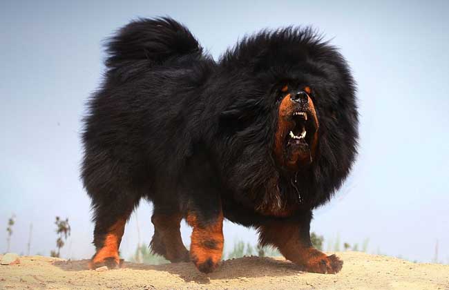 How much is a purebred Tibetan mastiff?