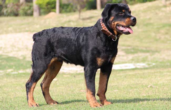 How much is the Rottweiler?