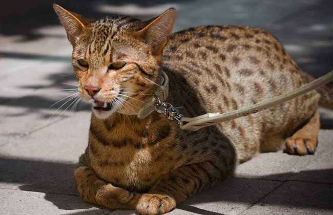 How much is a Bengal cat?