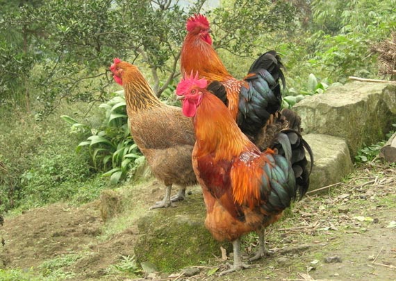 Does raising native chickens make money? Why can't local chickens be sold in many places?