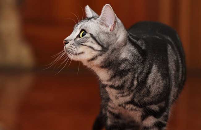 How much is an American short-haired cat?