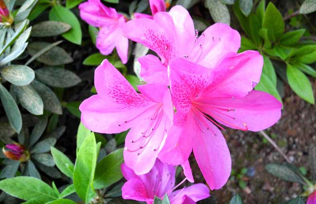 How much is a rhododendron?