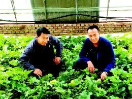 Xing Juncheng: grow melons on saline-alkali beaches