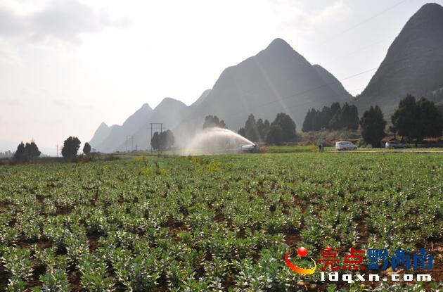 Lion Rock in Yilong Experimental area: land transfer and planting Vicia faba helps farmers to become rich and well-off