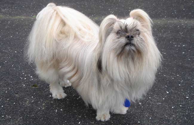 How much is a Lhasa dog?