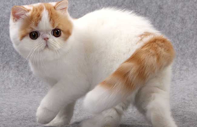 How much is an exotic short-haired cat?