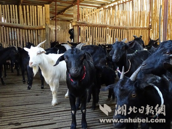 He Weihong, a poor household in Macheng, Hubei Province, raises sheep to become rich