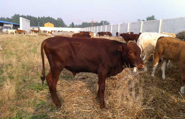 How much is a Limousin cow?