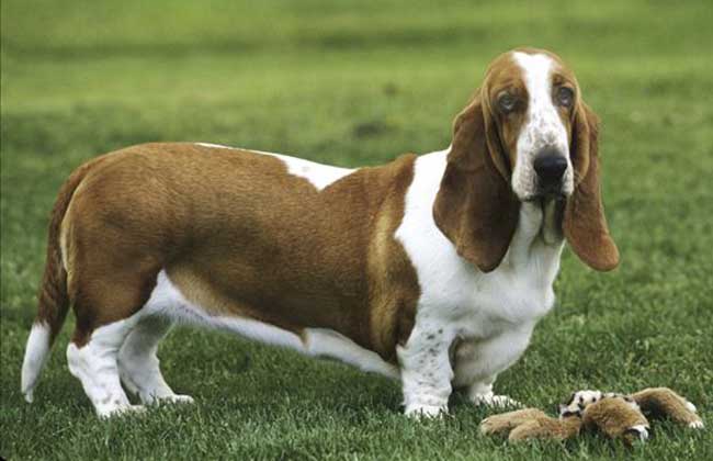 How much is a basset hound?