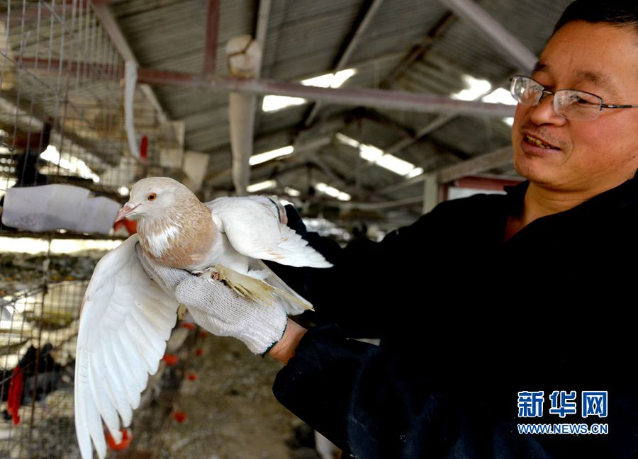 Pigeons with an annual income of 100000 yuan helped him get rich.