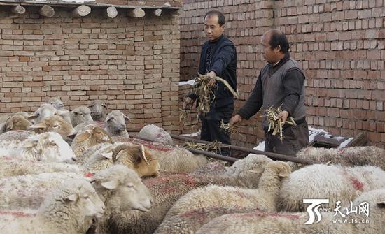 20 ewes prop up Wang Liwen's dream of getting rid of poverty and becoming rich