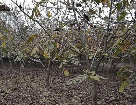 The young man in Yexian County earns more than 200,000 a year by selling walnuts to get rich.