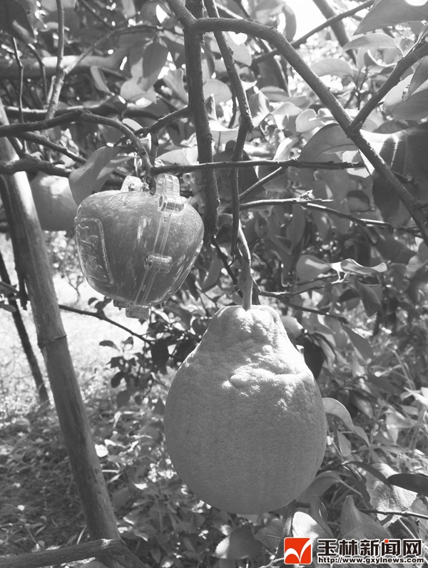 The grapefruit of the young man in Rongxian County comes with its own Yuanbao shape and sells for 100 yuan each.