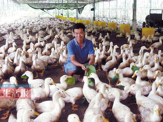 The man in Nanning earned 100,000 yuan a year when he returned to his hometown to raise ducks.