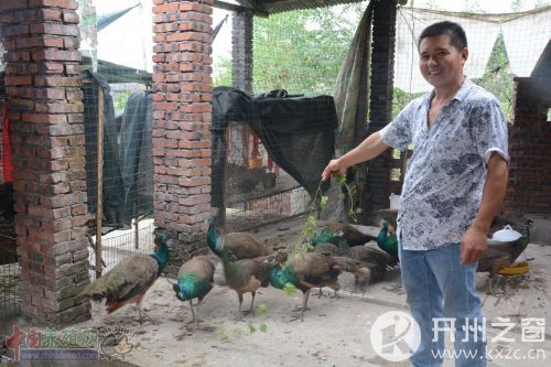 A commercial peacock can sell for 700 won 800 yuan and the benefit is considerable.