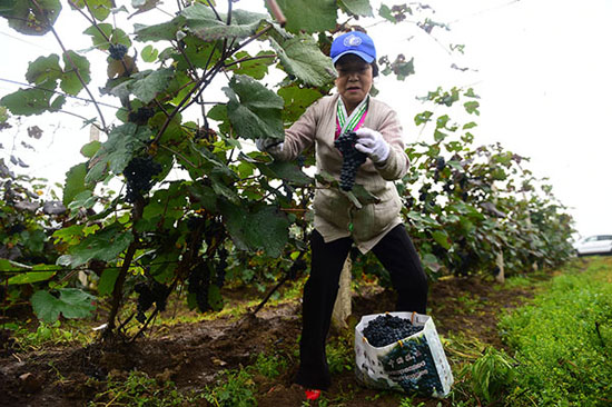 Fruit and vegetable industry helps farmers in Liuhe, Jilin Province to shake off poverty and become rich