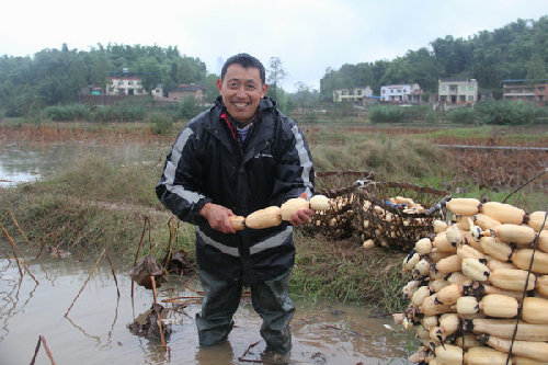 Fu Chenghua, a big grain grower in the country, has turned the barren land into a treasure basin.