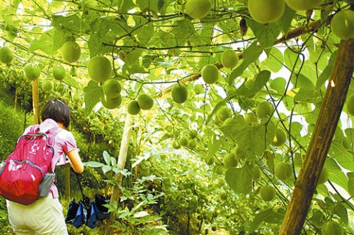 Longsheng, Guangxi: poor mountains can find money, 