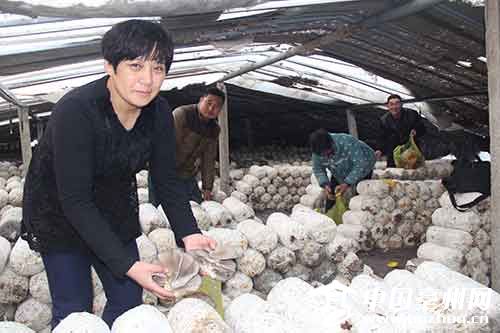 Disabled youth in Woyang earn 100000 a year to grow mushrooms and become 