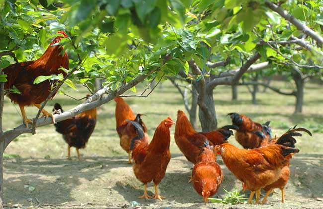 Is there a subsidy in the chicken-raising country?