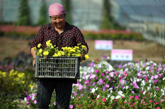 * * Flowers are in full bloom in Yili greenhouse