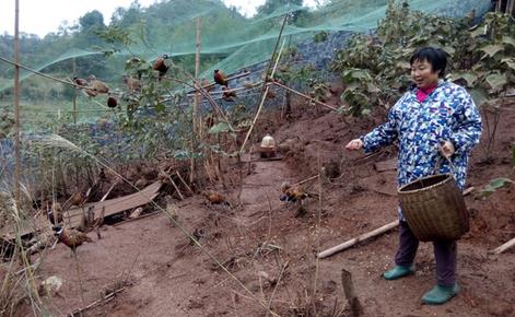 Hecheng, Hunan: raising colorful pheasants to pry open the door to get rich