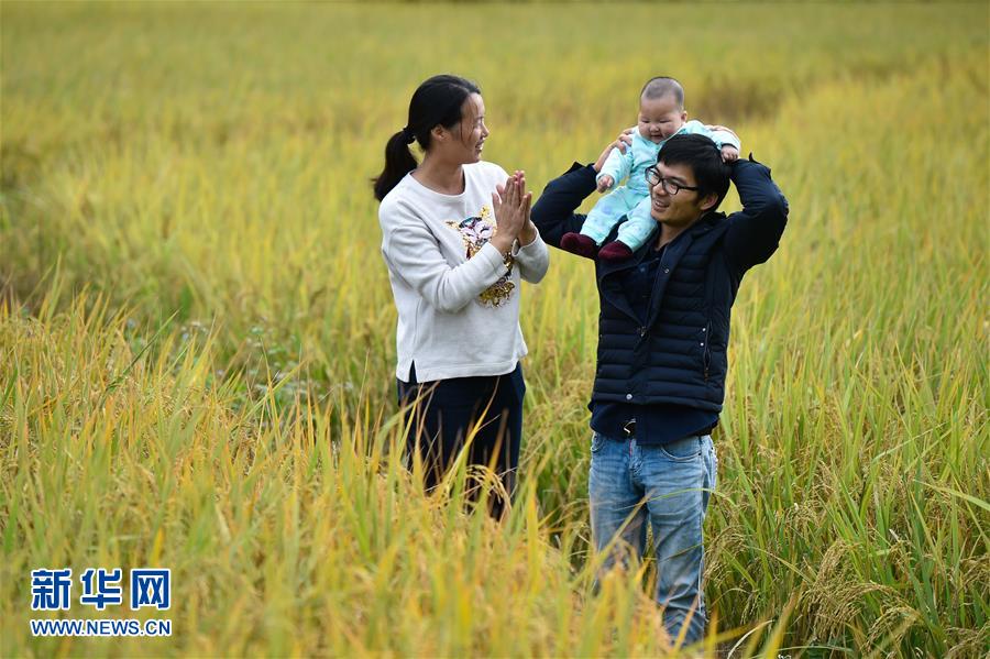 In the golden field-- the harvest of 