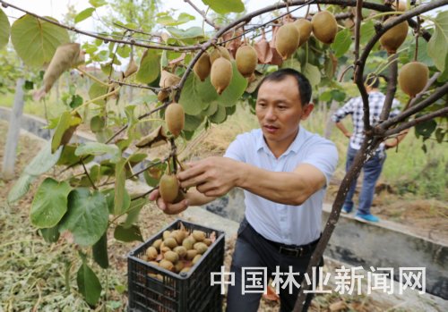 Huang Zuwu: there is also a way to get rich when returning to his hometown, and his income depends on kiwifruit.