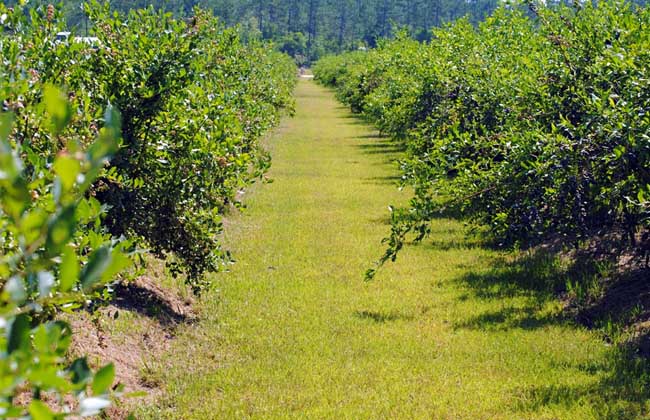 Development trend of Leisure Agriculture