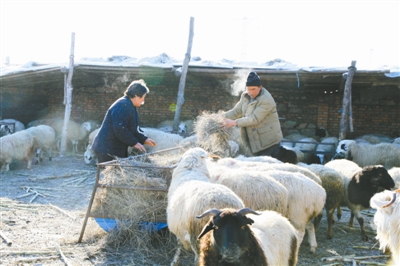 Miao Jintang: there is a rush to raise sheep to get rich