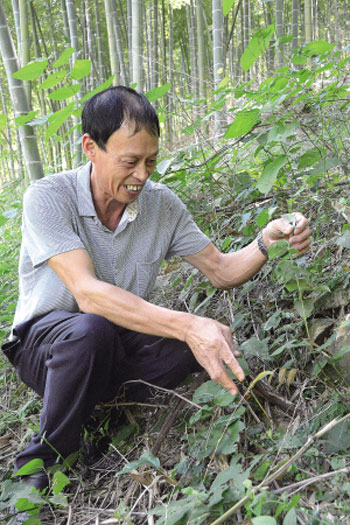 It is the same as interplanting Polygonatum odoratum under Torreya grandis forest.