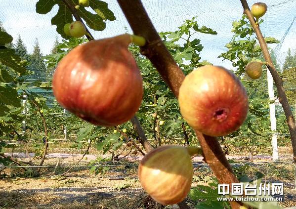 The South of Wenling City, Zhejiang Province: a New way for small figs to get Rich