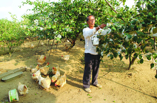 Liang Yusheng, a demobilized soldier in Huaiji, returned to his hometown to do three-dimensional cultivation and become rich.