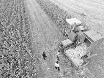 Corn planting area is not concentrated, short-distance cross-area machine harvest is the main.