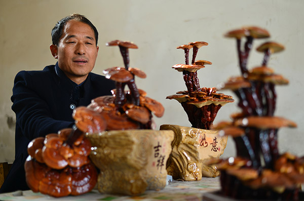 Ganoderma lucidum transformed into exquisite bonsai