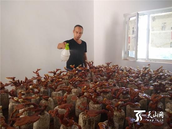 Ganoderma lucidum helps farmers to open the rich 