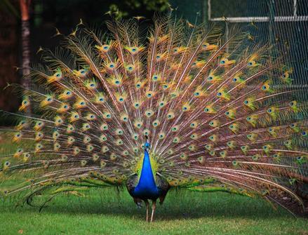 Villagers raise more than a thousand peacocks and they are called 