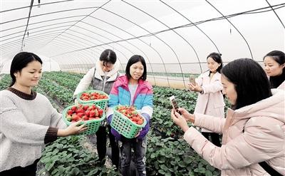 Strawberries increase the income of more than 2000 villagers by 5.6 million