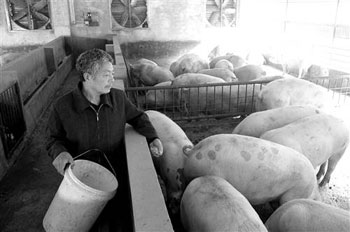 An annual output of nearly 8000 pigs in a four-story building on one mu of land