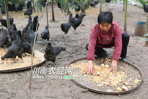 Luzhou, Sichuan: female farmers engage in breeding to drive villagers to become rich