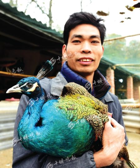 Yunyang boy returns to his hometown to start a business and raise peacocks at a price of 700 yuan each