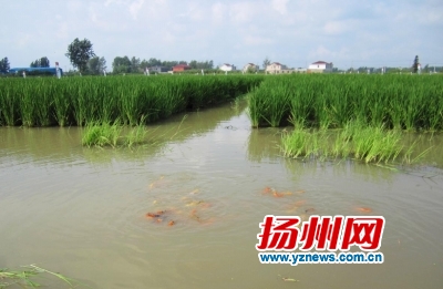 Raise ducks, lobsters and koi in rice fields