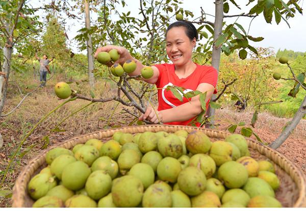 Pu Lian Township in Guang'an District returned to her hometown to grow walnuts to get rich.